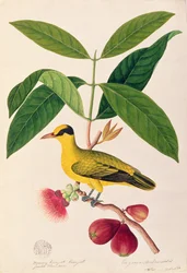 Boorong koonjiet koonjiet, Jambo Flore mera, uit Tekeningen van Vogels uit Malakka, c.1805-18